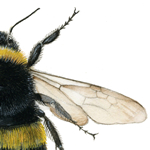 Bombus terrestris